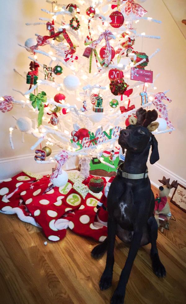 /Images/uploads/Southeast German Shorthaired Pointer Rescue/segspcalendarcontest2018/entries/8765thumb.jpg
